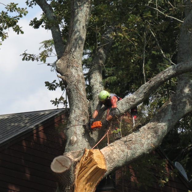 the treeman Emergency & Urgent Tree Services 2