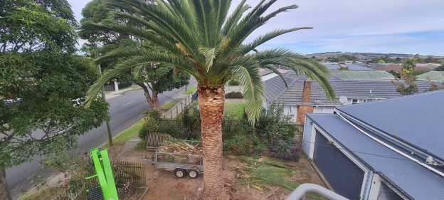 the treeman Palm Removals Trimming 6