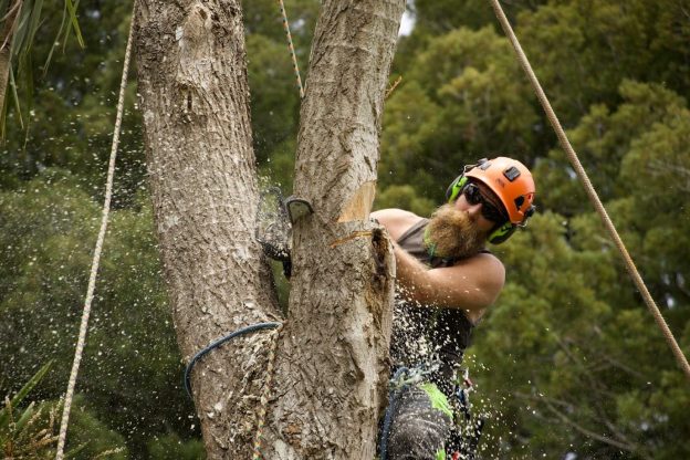 the treeman Tree Removal & Felling 9