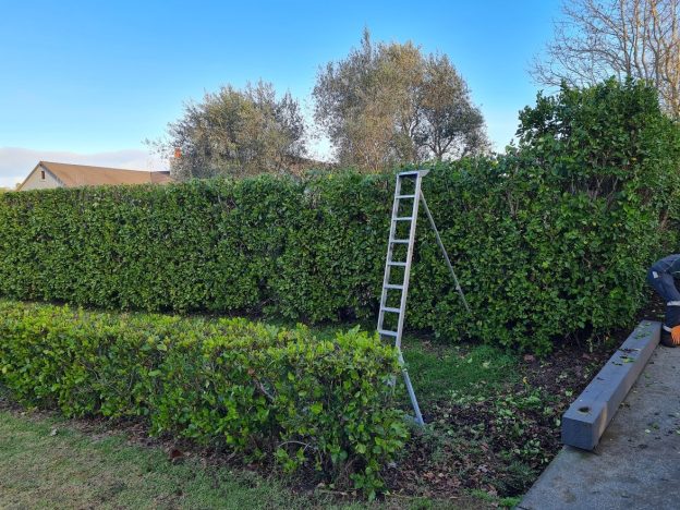 the treeman hedge trimming img 0