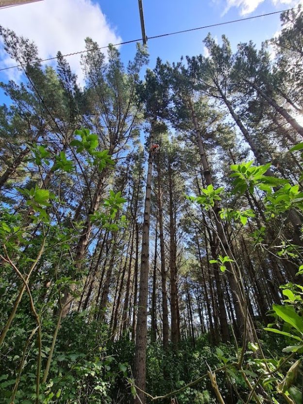 the treeman powerline clearing 1