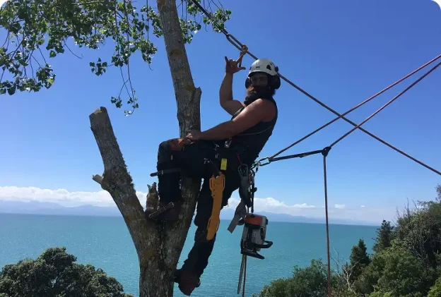 Arborists Reports