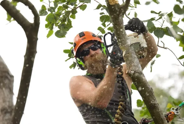 Tree Trimming